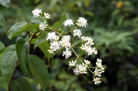 Heptacodium micianoides